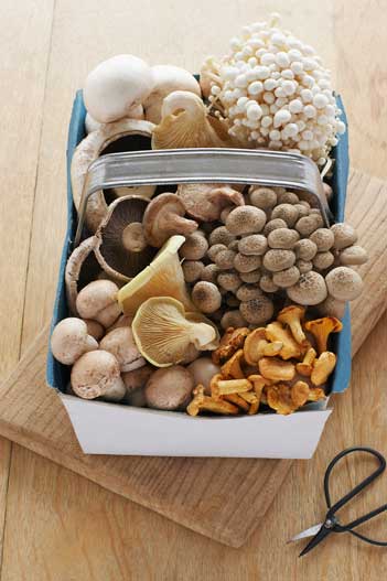 Mushrooms Vitamin B12